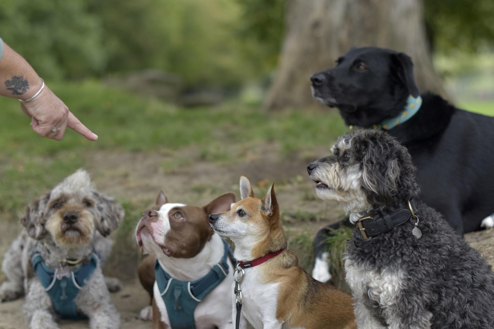 dog-walking-8282176_1920
